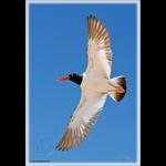 American Oystercatcher Vertical