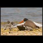 American Oystercatcher w/ Chicks