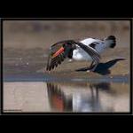 American Oystercatcher
