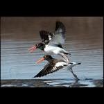 American Oystercatchers