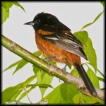 Orioles