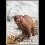 Mink