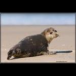 Young Seal