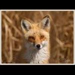 Red Fox
