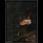 Little Brown Bat
