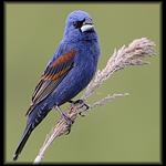 Blue Grosbeak