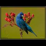 Indigo Bunting