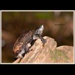 Musk Turtle