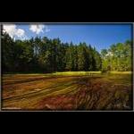 Wild Celery Field