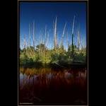Cedar Swamp on the Oswego
