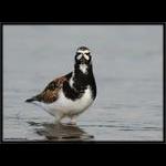 Ruddy Turnstone w/ Godzilla Face