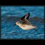 Sanderling in Flight