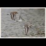 Sanderlings in Flight