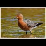 Red Knot
