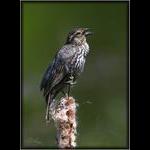 Red-Winged Blackbird, female