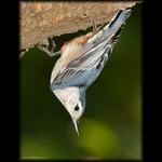 White Breasted Nuthatch