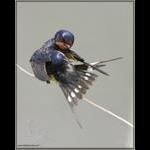 Barn Swallow Preening