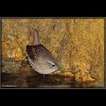 Winter Wren in Cave