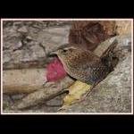 Winter Wren in Autumn