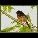 Orchard Oriole