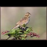 Savannah Sparrow?