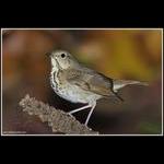Hermit Thrush?