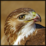 Birds of Prey