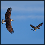 Eagles. Osprey, etc