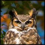 Owls