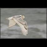 Snowy Owl Flight