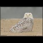 Snowy Owl