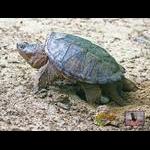Snapping Turtle Laying Eggs