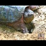 Mother Snapping Turtle