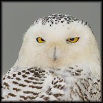 Wildlife
